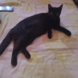 Paloma 