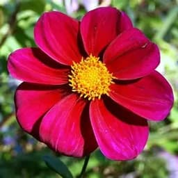 ATENAS VENICA REFLEXIONES