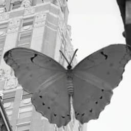 Male transatlantic accent