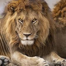 The Lion King