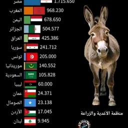 بشار