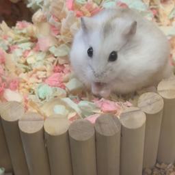 小抖