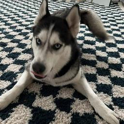 Amara