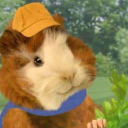 Linny The Guinea Pig