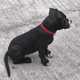Drako 