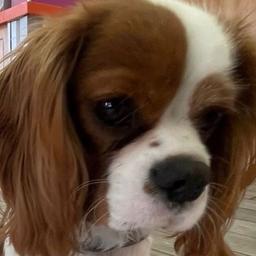 Louie