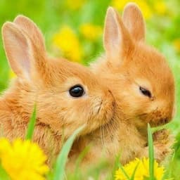 кролик Бусинка