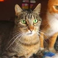 Orejitas de lince (lincy)