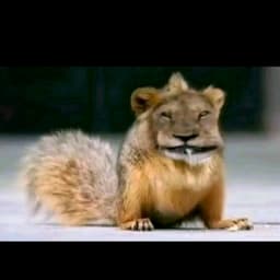 максчопкинс