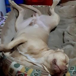 Nolis