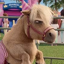 Miniature Horse (Leo)