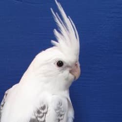 White Cockatiel