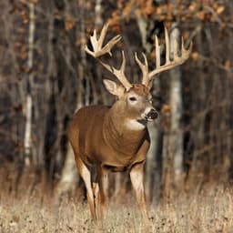 Михаил Рыба