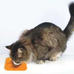 Jessica Zona Mascotas