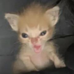 Gusta