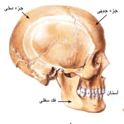 احمد علي الكلاون