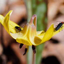 golden age histories