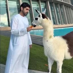 Arab