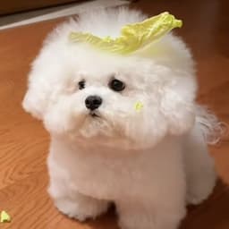 他们朝我扔白菜