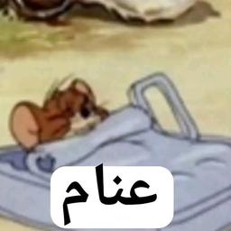 كبونجااا اسكندرسه
