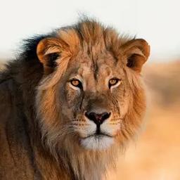 Jungle Lion Roar