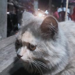 Trader Riham