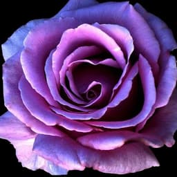 سورية قوية صوت نقي