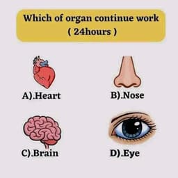 anatomy quiz