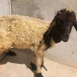 بيبي
