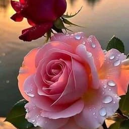 ابوعبدالله