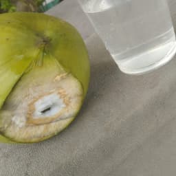 Elegante do paredão