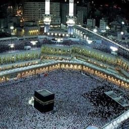 فغلول العربي 