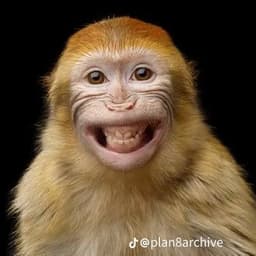 يا بلنشي يا عاطل نايم في نفريم عاطل.   قال ماشي شم