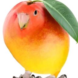 Mr nations (Favoritismos hoy777)