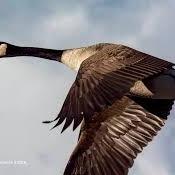 FELIX