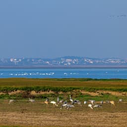 龙马的声音250107