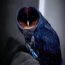 ليل المحمدي