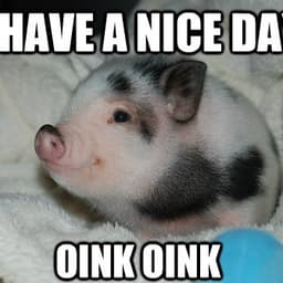 oink max 2
