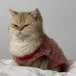 茶知识多品3.30-4.1暴肌咖啡