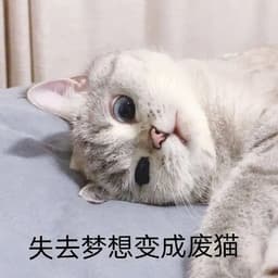 猫猫