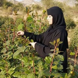 ملكيه اخت بلقيس