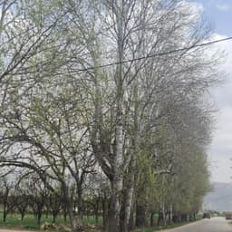 عيلة اللحام