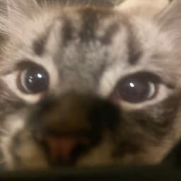 Gumball from TWWWOG NEW!