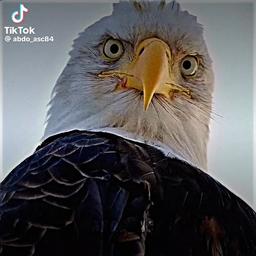 معاذ