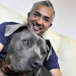 Cesar millan