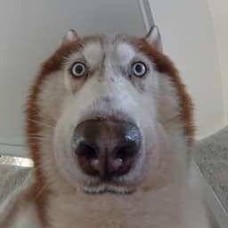 乔爸信息流男声