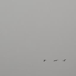 ٢٠١٦٥ف٧٩٧٧٩