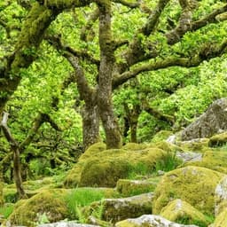 Alma Valeria Avilés 