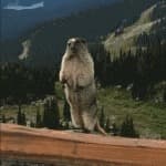 东北传奇（女）