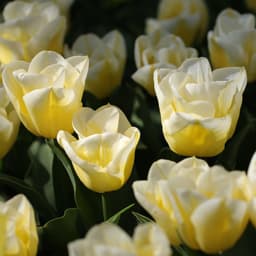 Para cuerpo de vídeo 